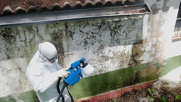 Trusted Attic Mold Removal service in Pineville, KY - Cheap Mold Removal